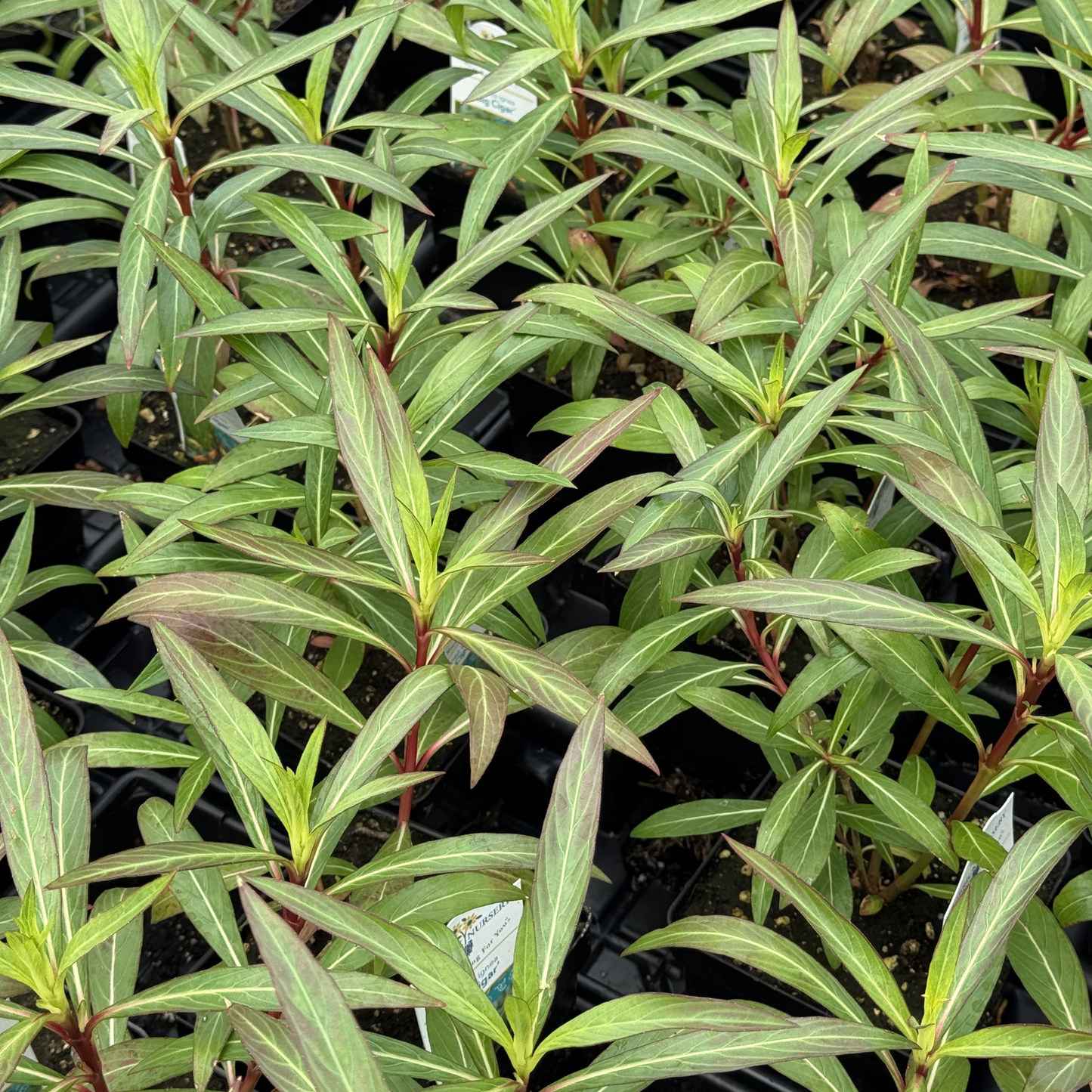 Cuphea 'Big Cigar'