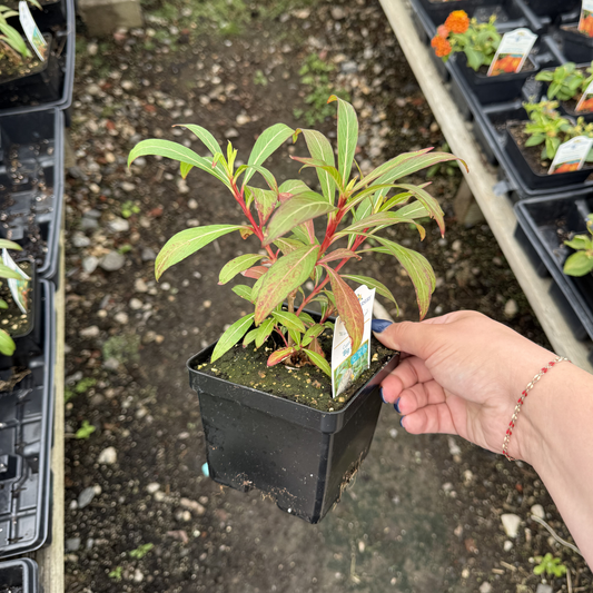 Cuphea 'Big Cigar'