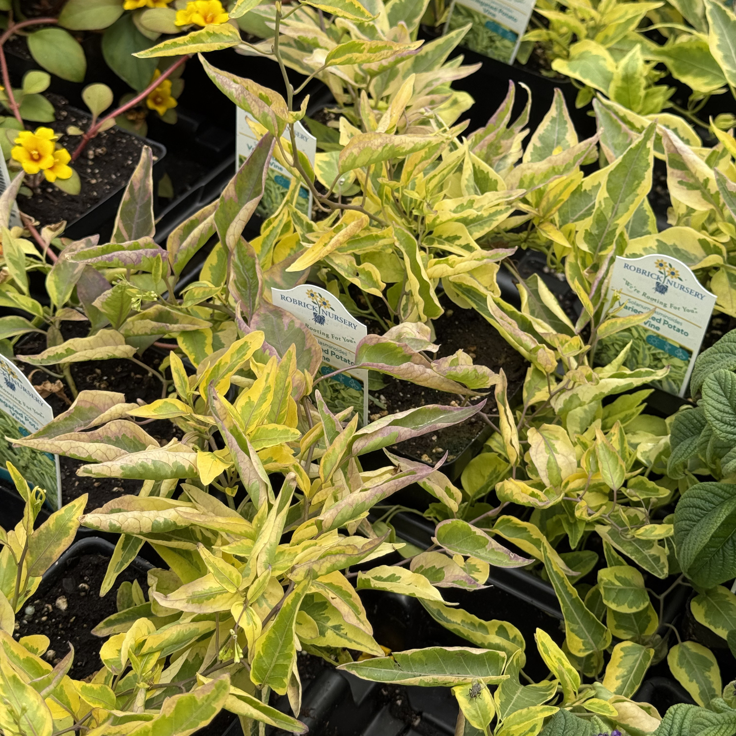 Solanum jasminoides 'Variegated Potato Vine'