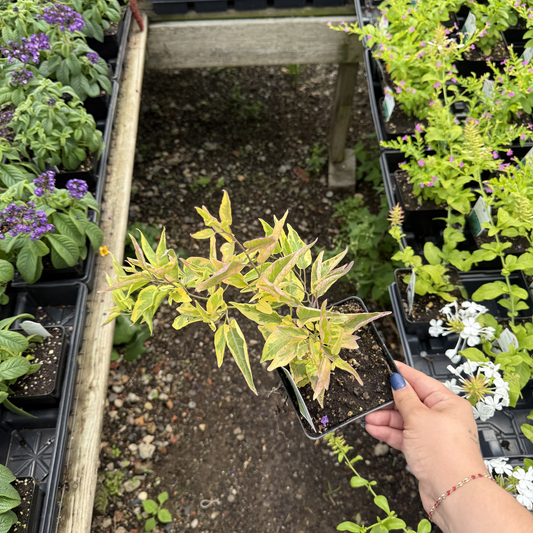 Solanum jasminoides 'Variegated Potato Vine'
