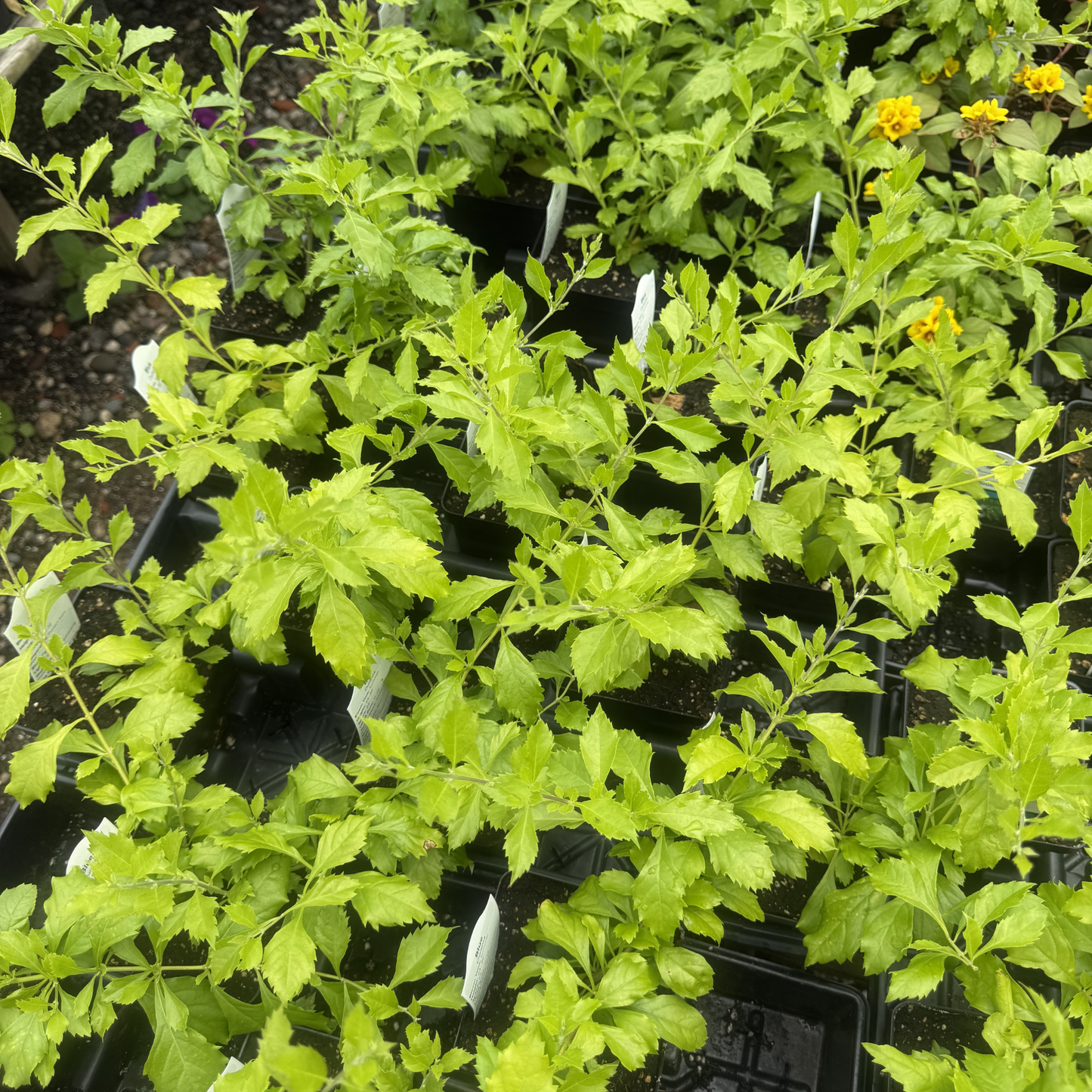 Duranta repens Blue