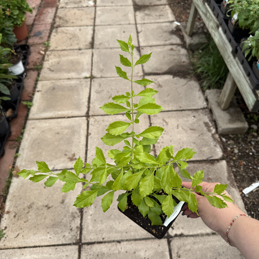 Duranta repens Blue