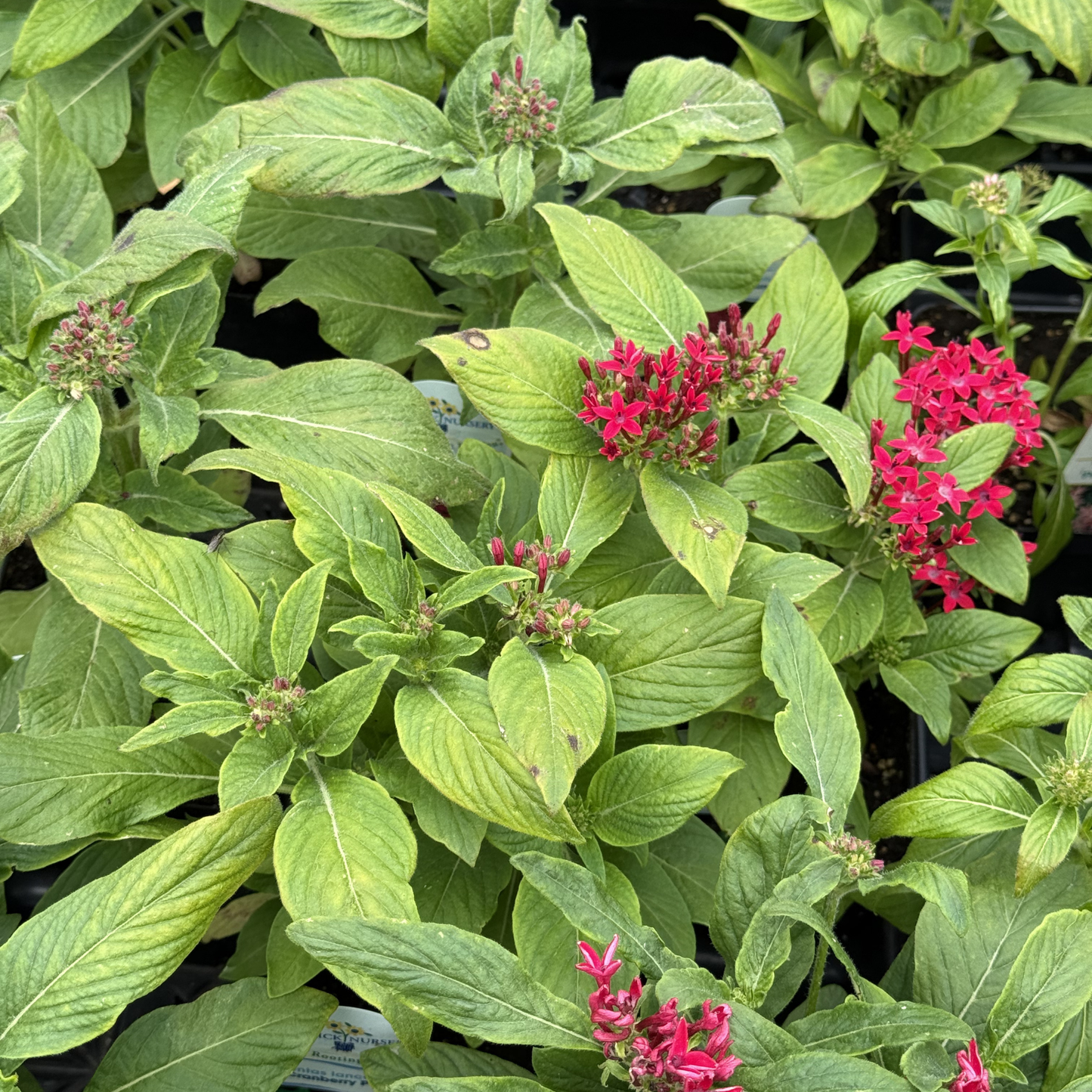 Pentas 'Cranberry Punch'