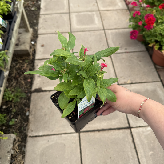 Pentas 'Cranberry Punch'