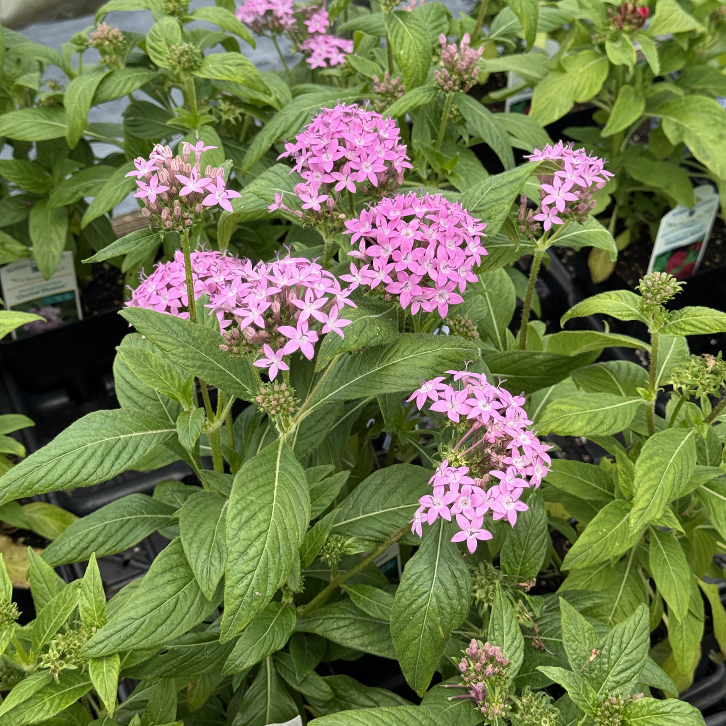 Pentas 'Orchid Illusion'