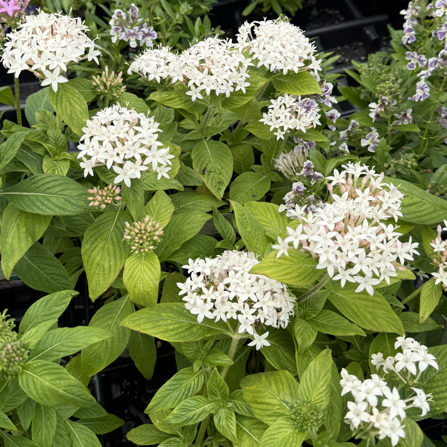 Pentas 'White'