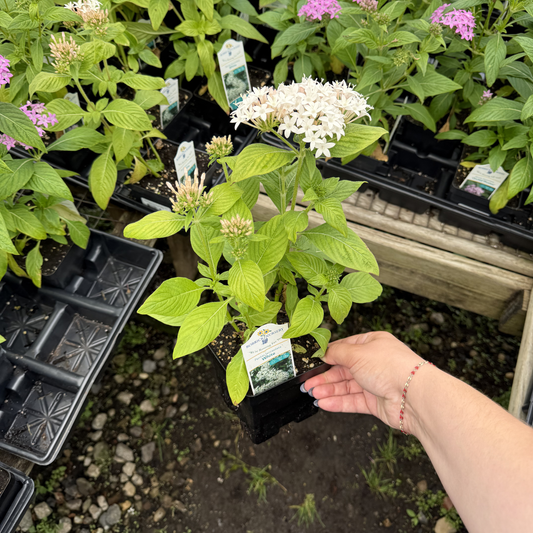 Pentas 'White'