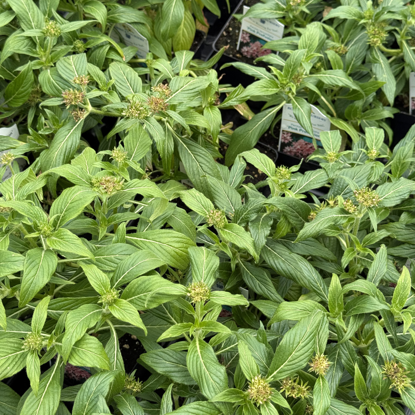 Pentas 'Pink Profusion'