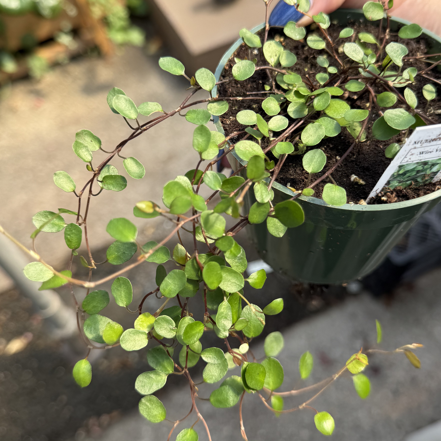 Creeping Wire Vine