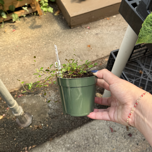 Creeping Wire Vine