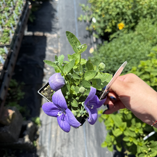 Platycodon grandiflorus 'Astra Blue'