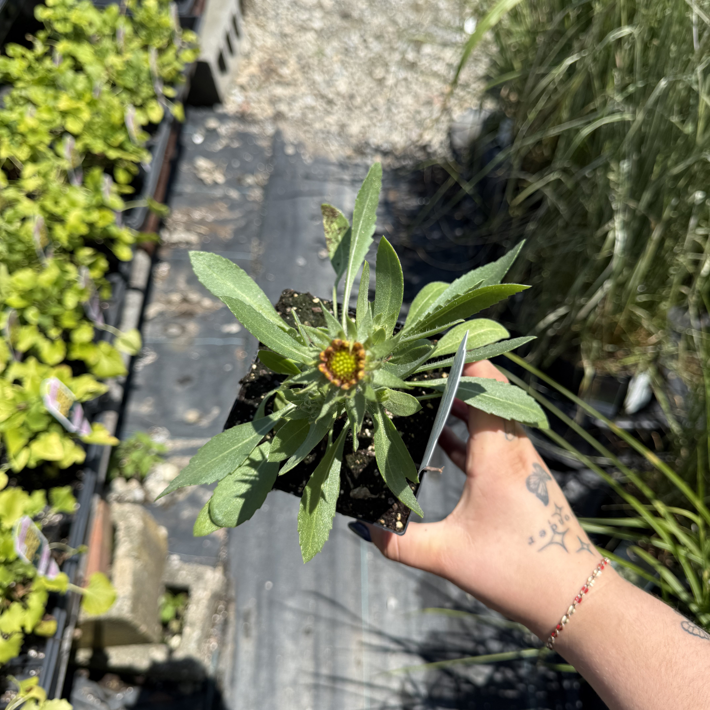 Gaillardia grandiflora 'Spintop Mariachi Copper Sun'