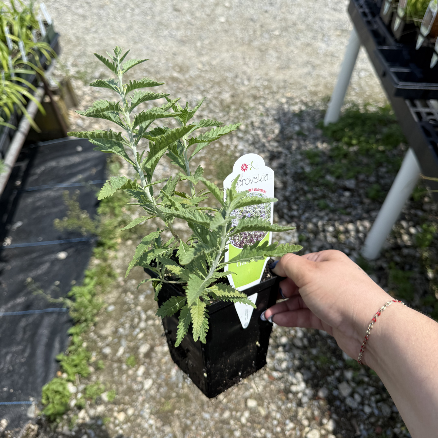 Perovskia atriplicifolia 'CrazyBlue'