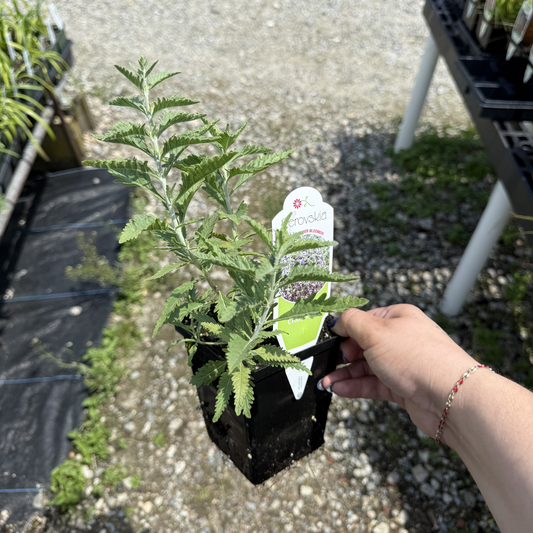 Perovskia atriplicifolia 'CrazyBlue'