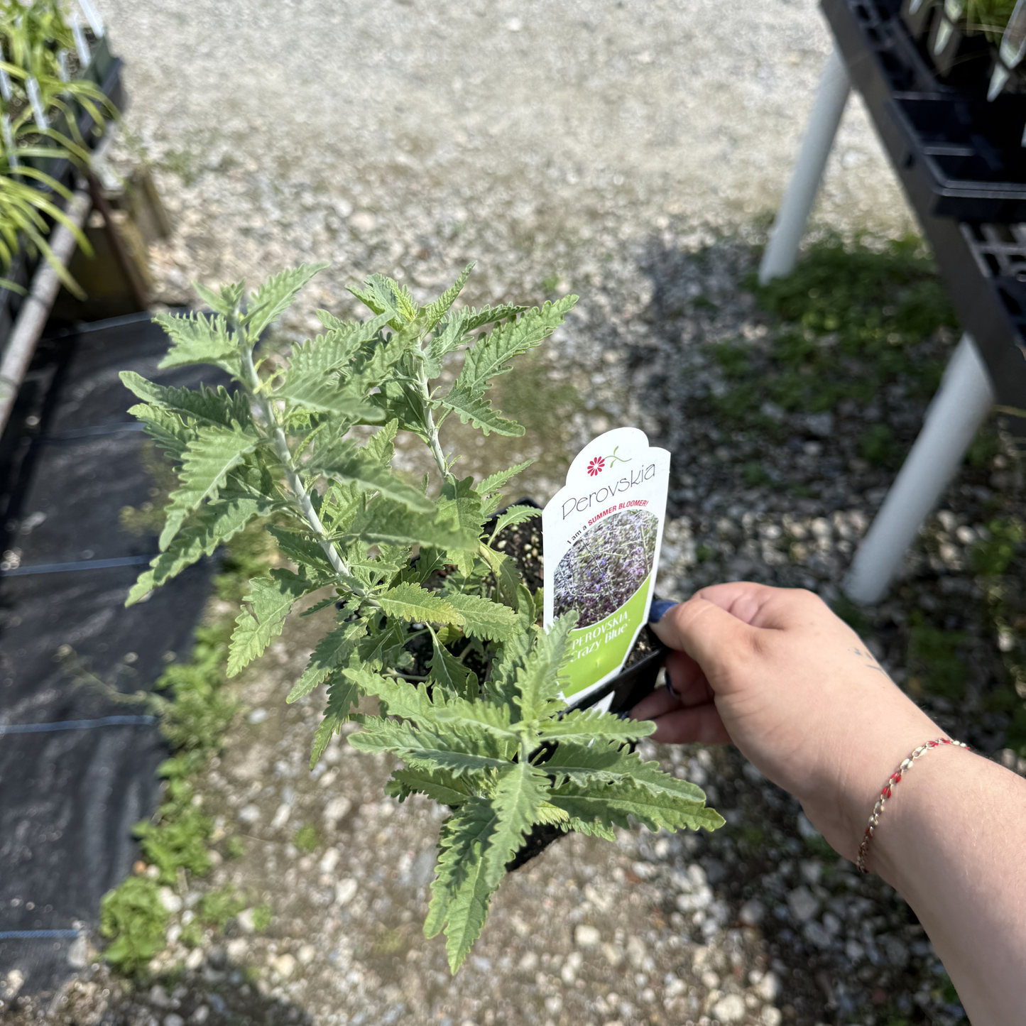 Perovskia atriplicifolia 'CrazyBlue'