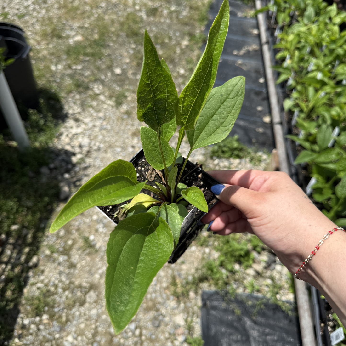 Echinacea purpurea 'Ruby Star'
