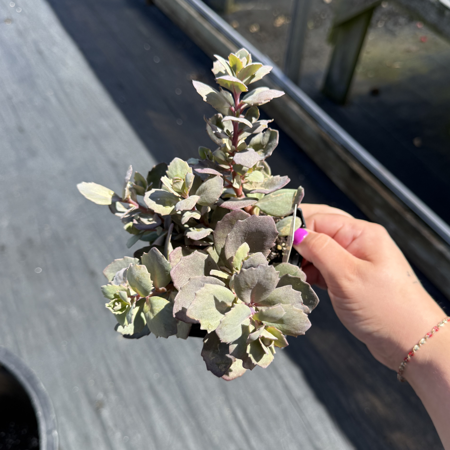 Sedum SunSparkler 'Dazzleberry'