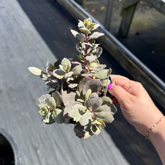 Sedum SunSparkler 'Dazzleberry'