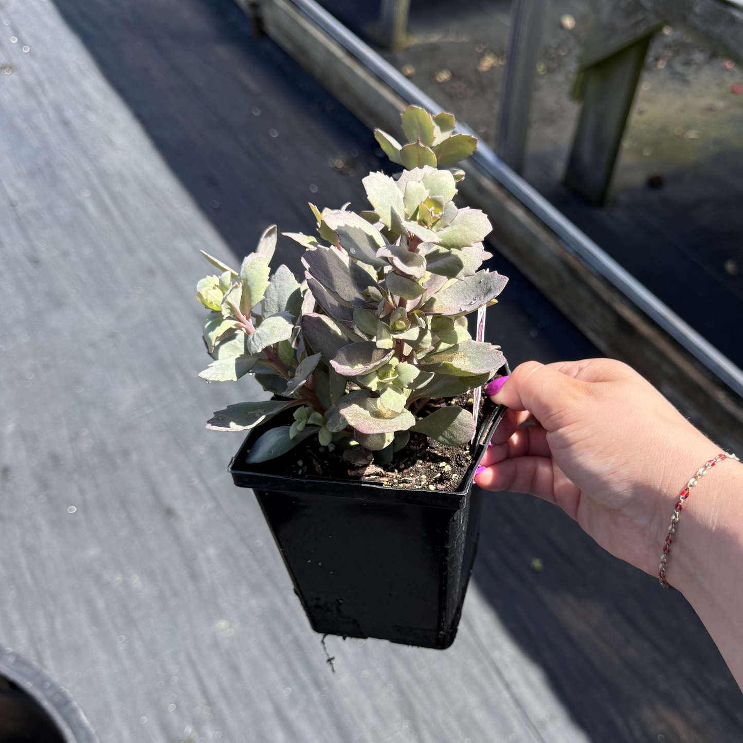 Sedum SunSparkler 'Dazzleberry'