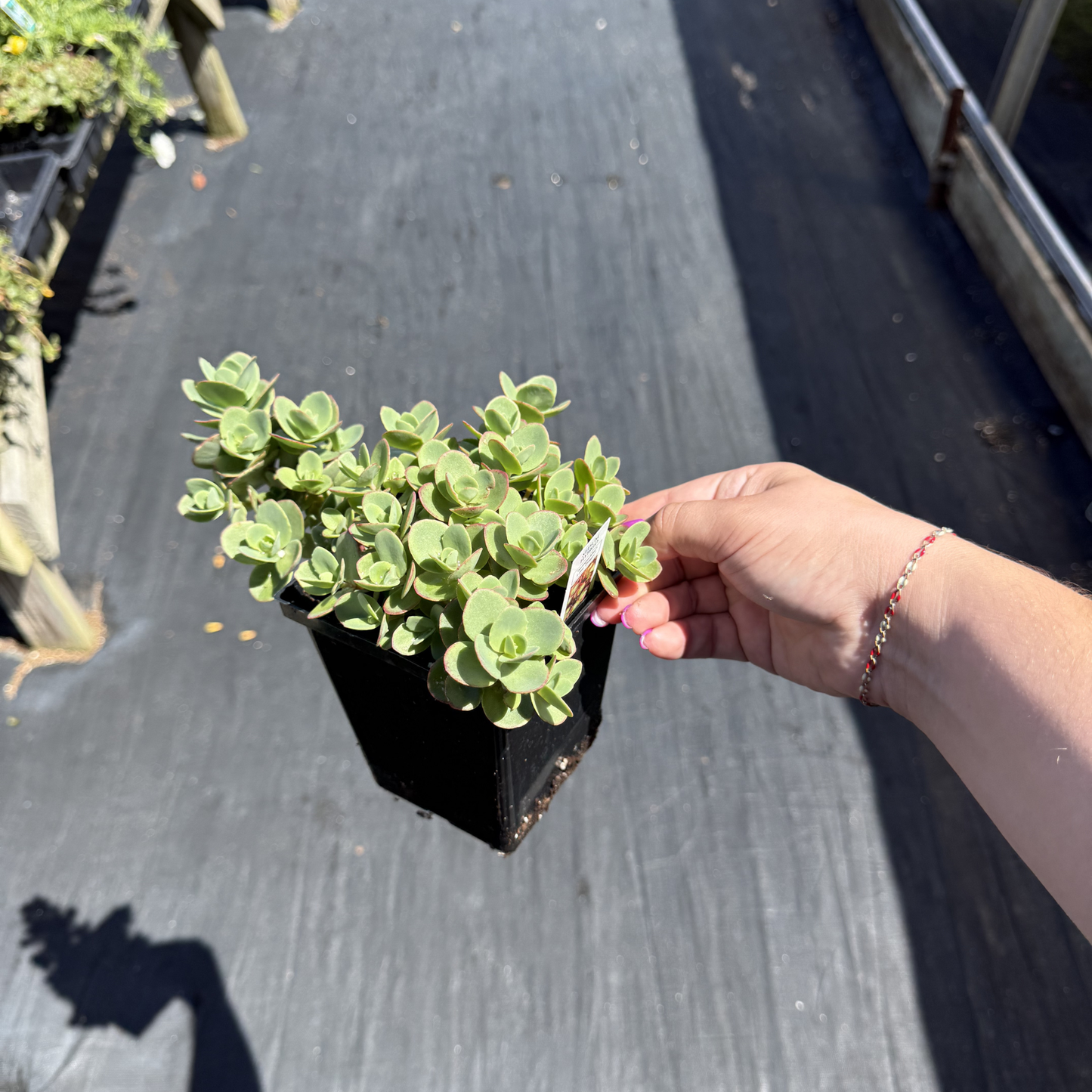 Sedum SunSparkler 'Lime Zinger'