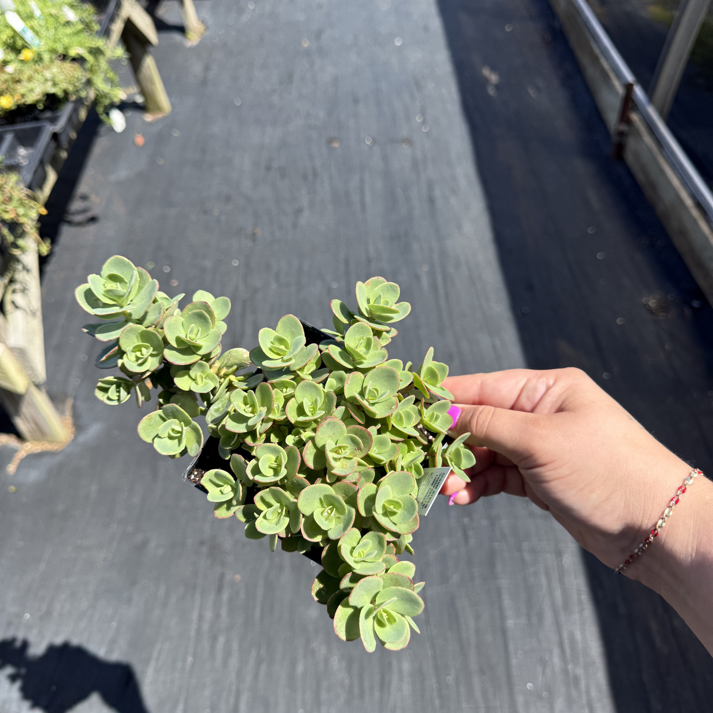 Sedum SunSparkler 'Lime Zinger'