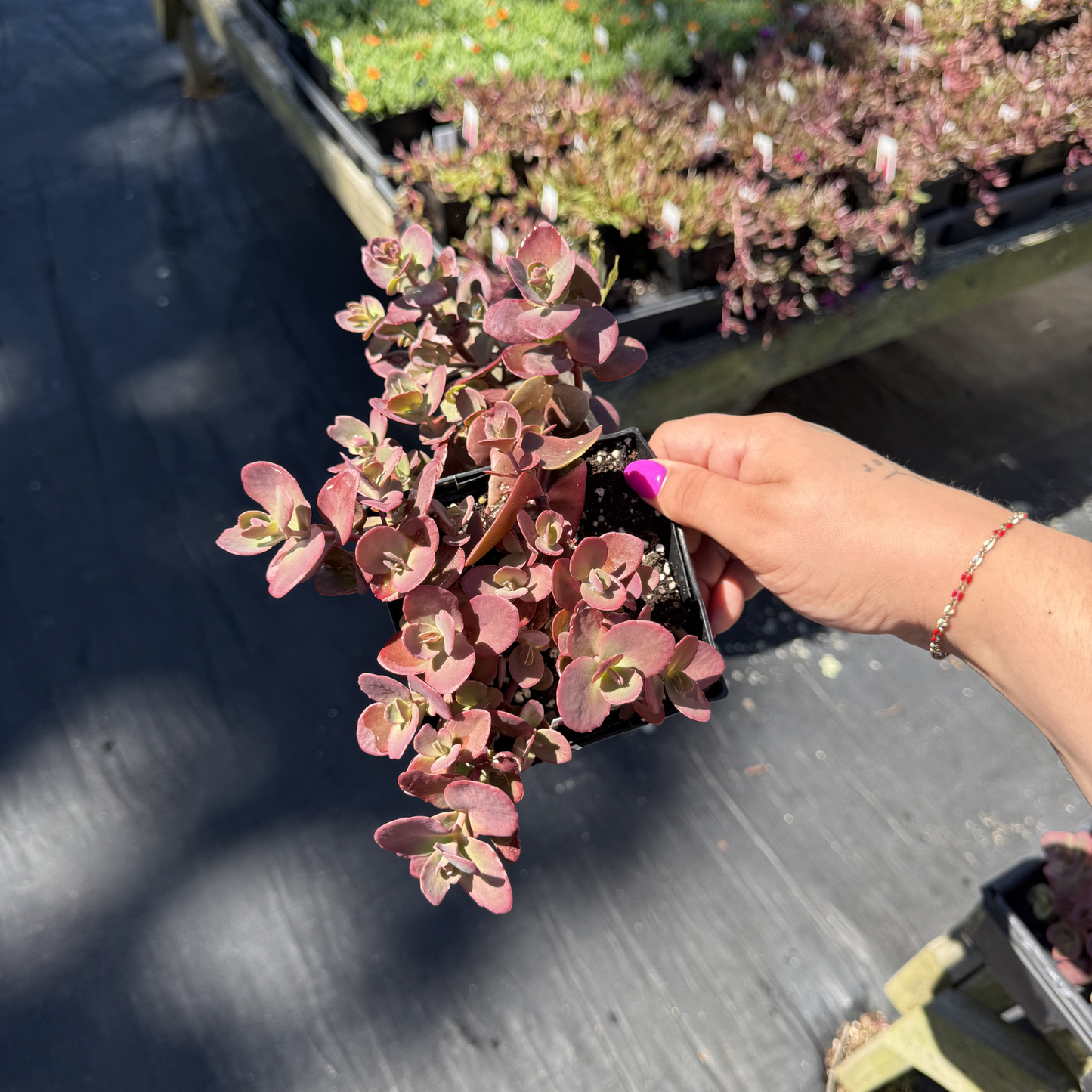 Sedum SunSparkler 'Cherry Tart'