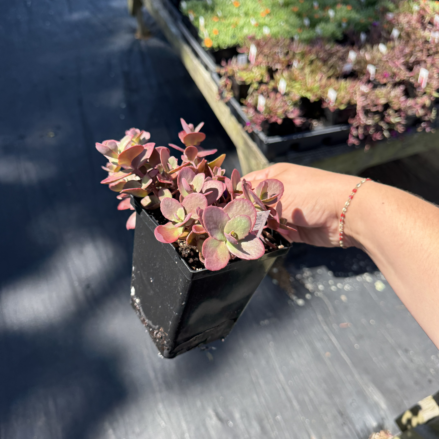Sedum SunSparkler 'Cherry Tart'