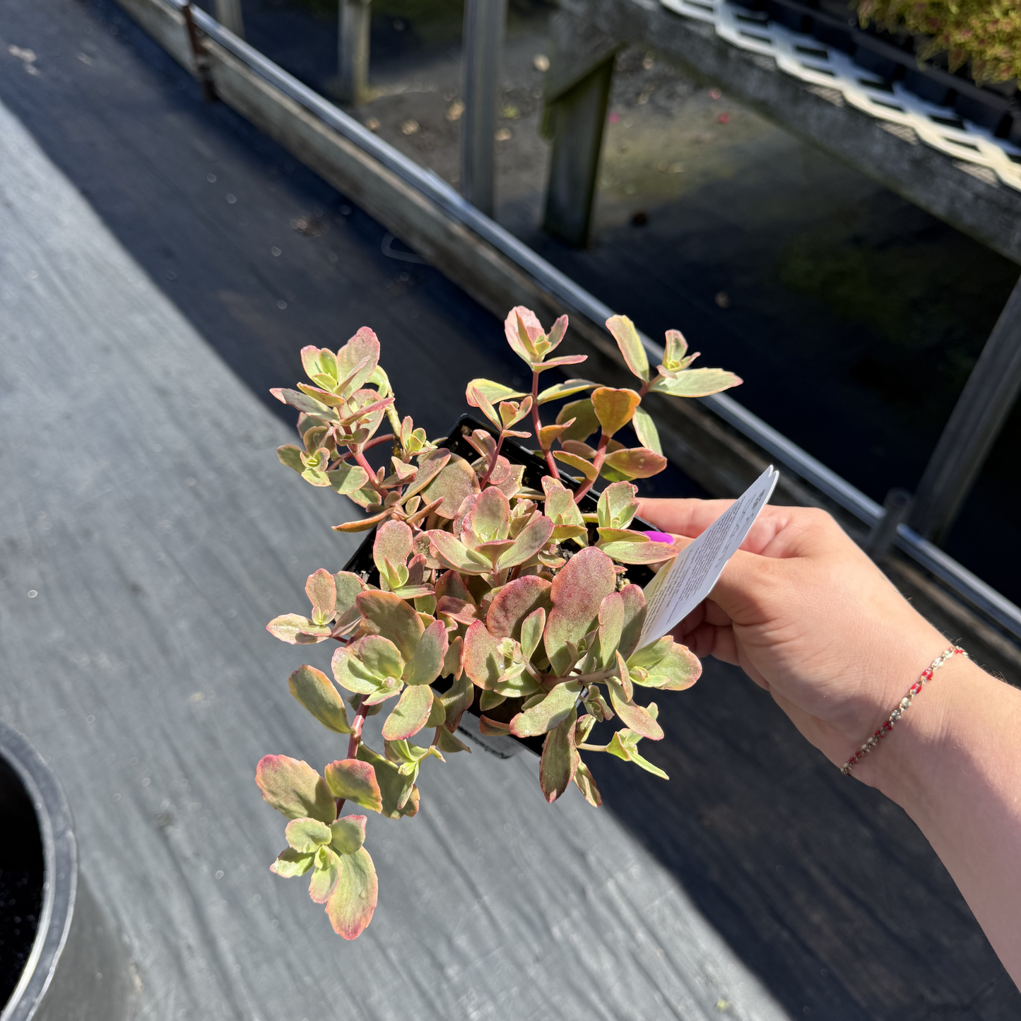 Sedum SunSparkler 'Wildfire'
