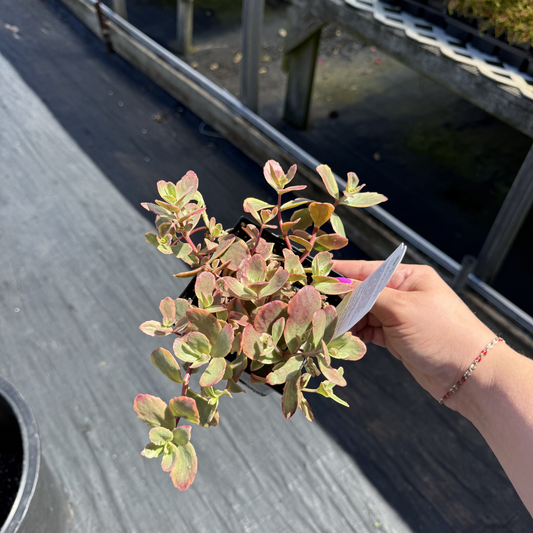Sedum SunSparkler 'Wildfire'