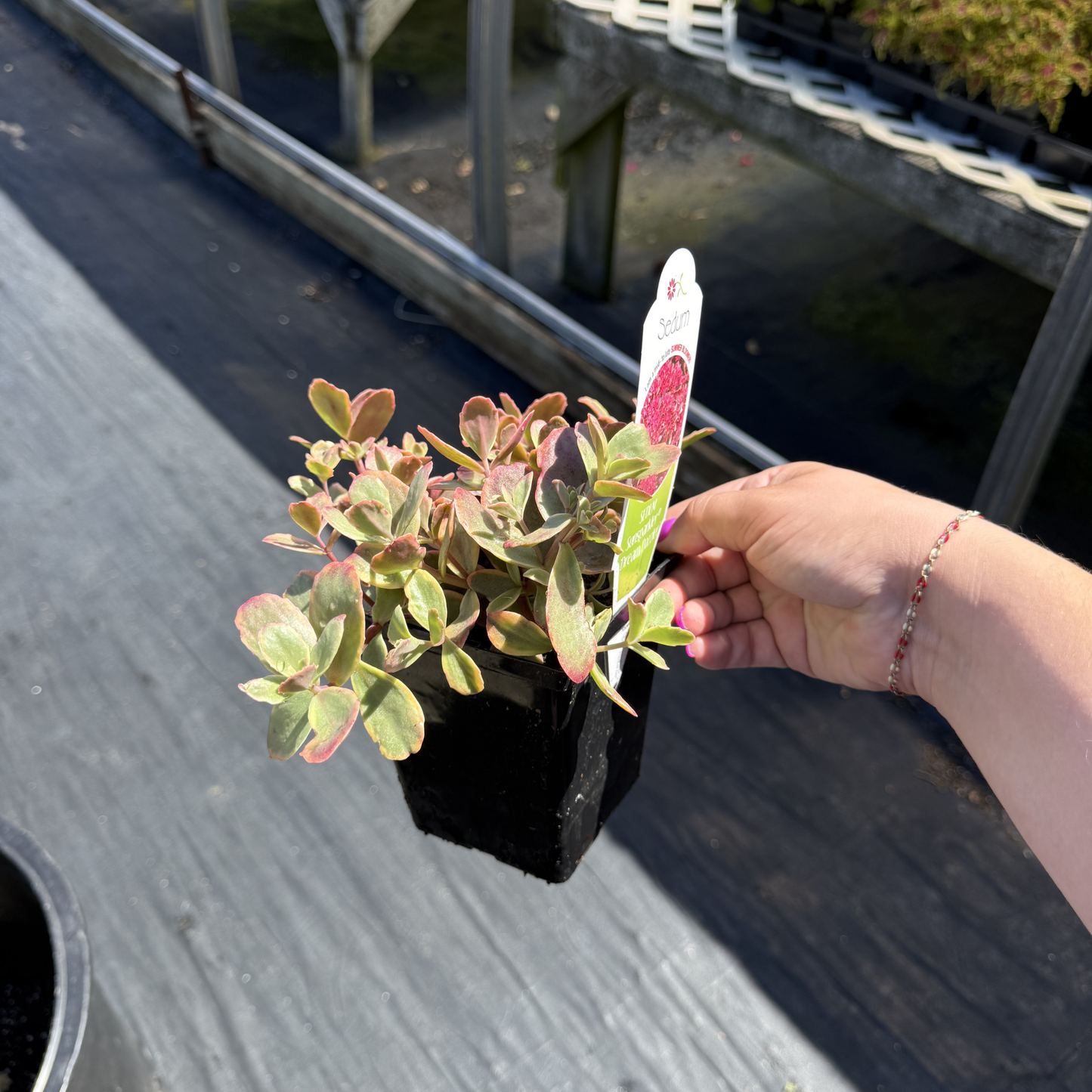 Sedum SunSparkler 'Wildfire'
