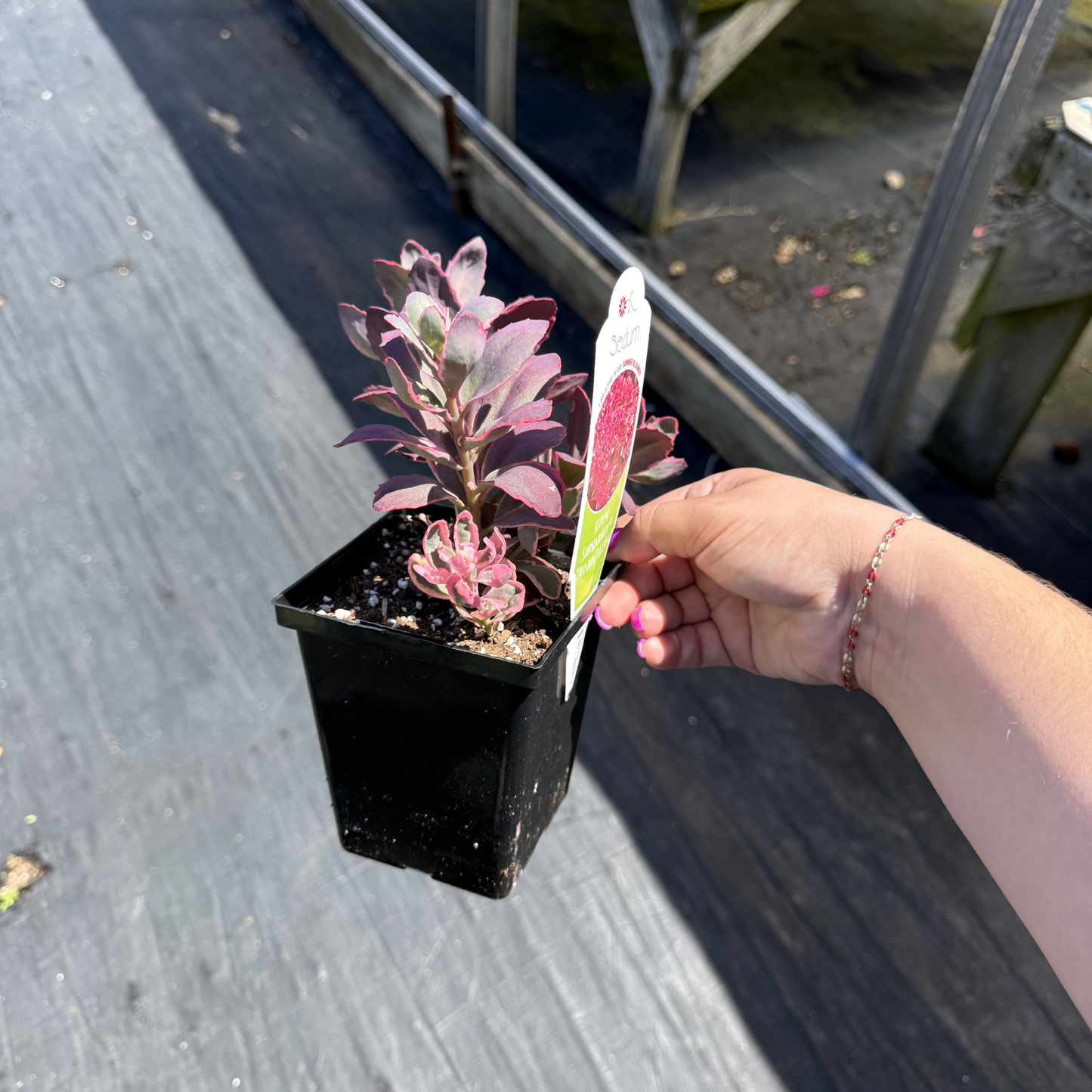 Sedum SunSparkler 'Dream Dazzler'