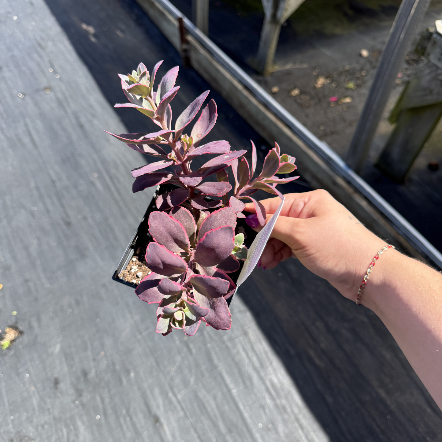 Sedum SunSparkler 'Dream Dazzler'