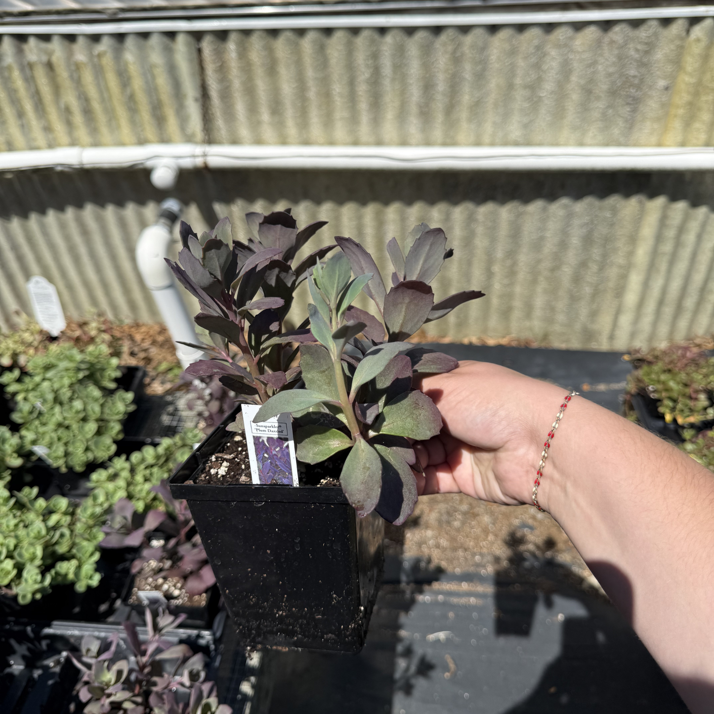Sedum SunSparkler 'Plum Dazzled'