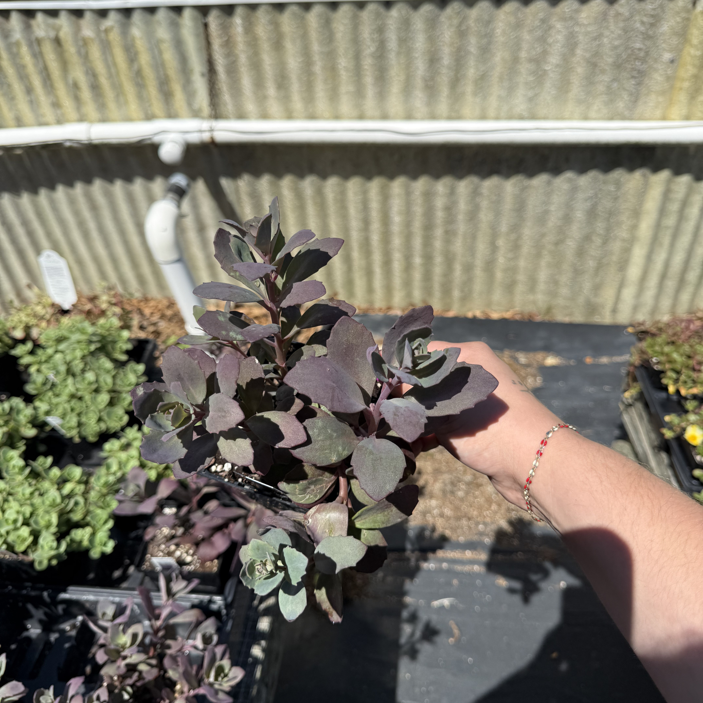 Sedum SunSparkler 'Plum Dazzled'