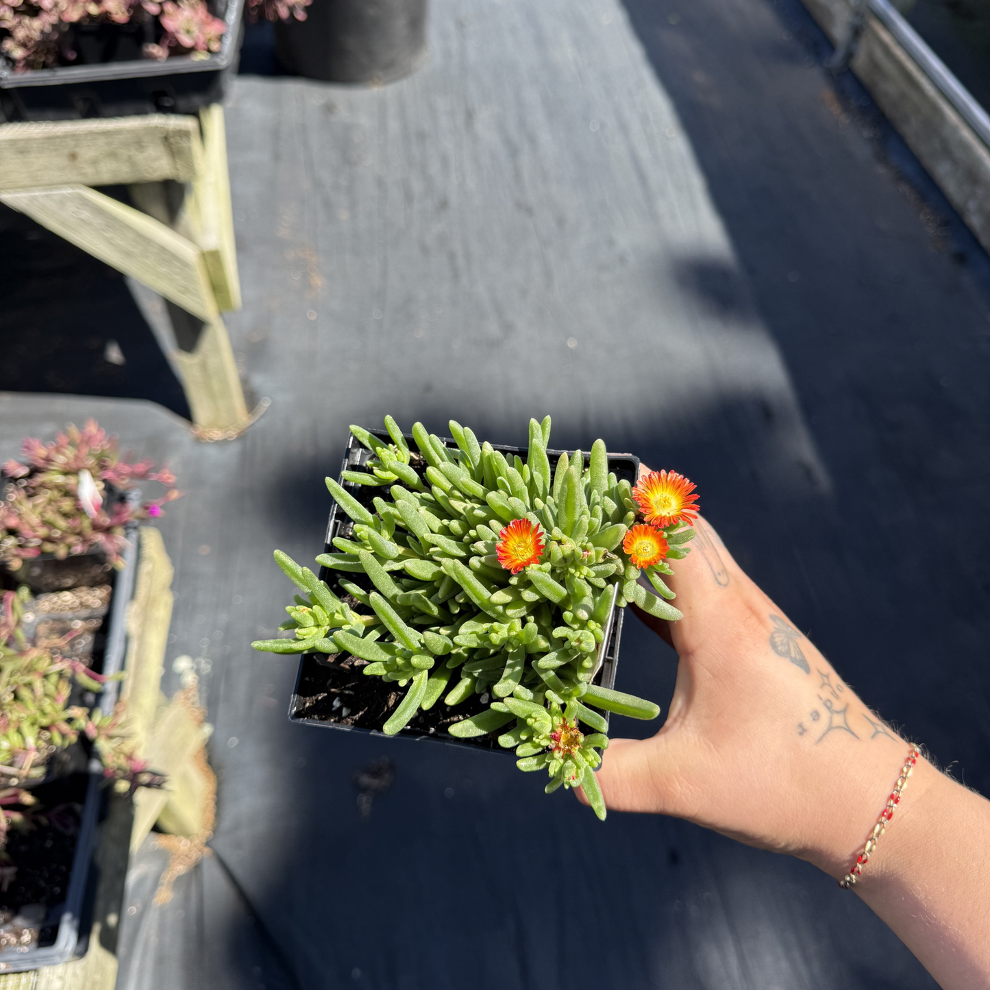 Delosperma 'Sun Diamond Orange'