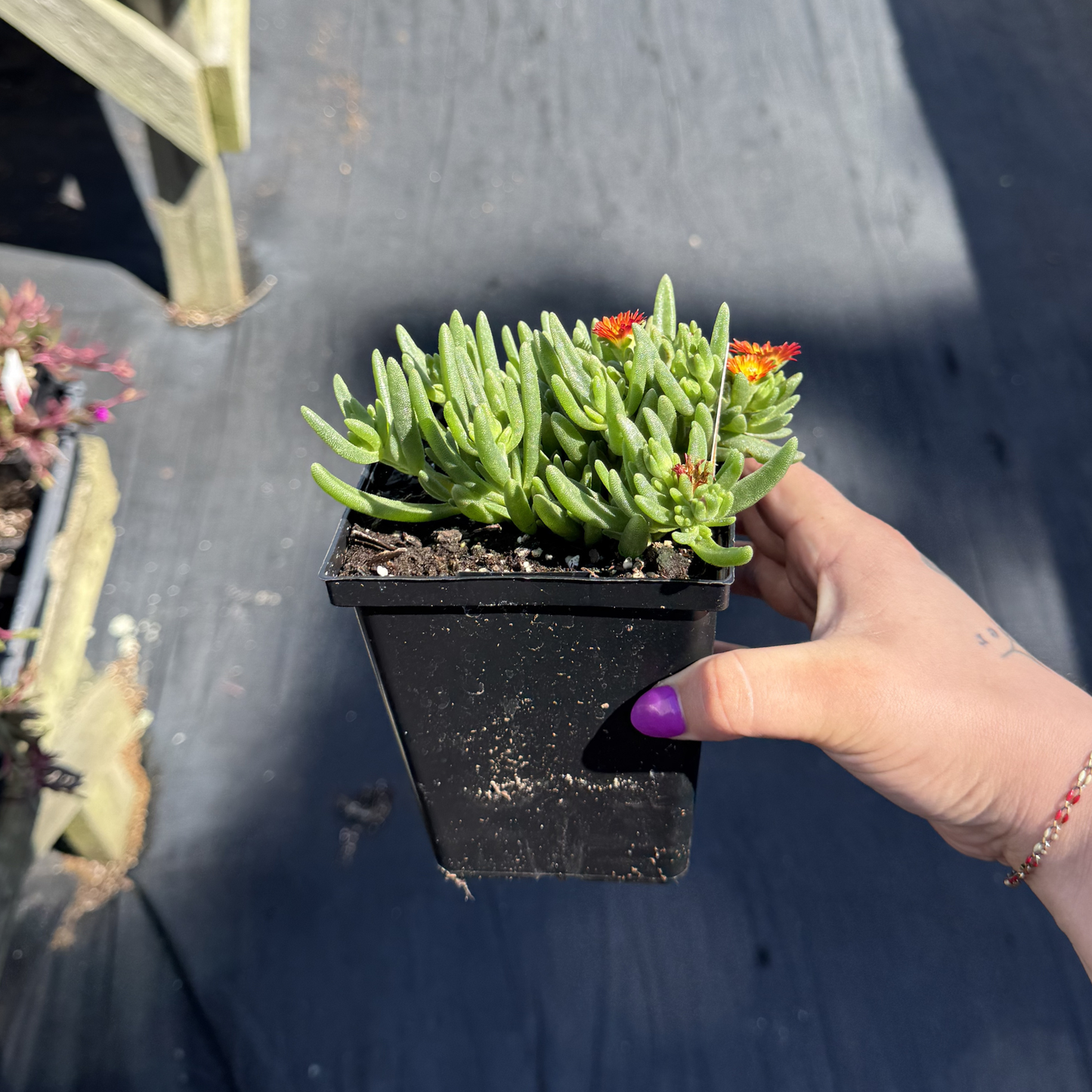 Delosperma 'Sun Diamond Orange'