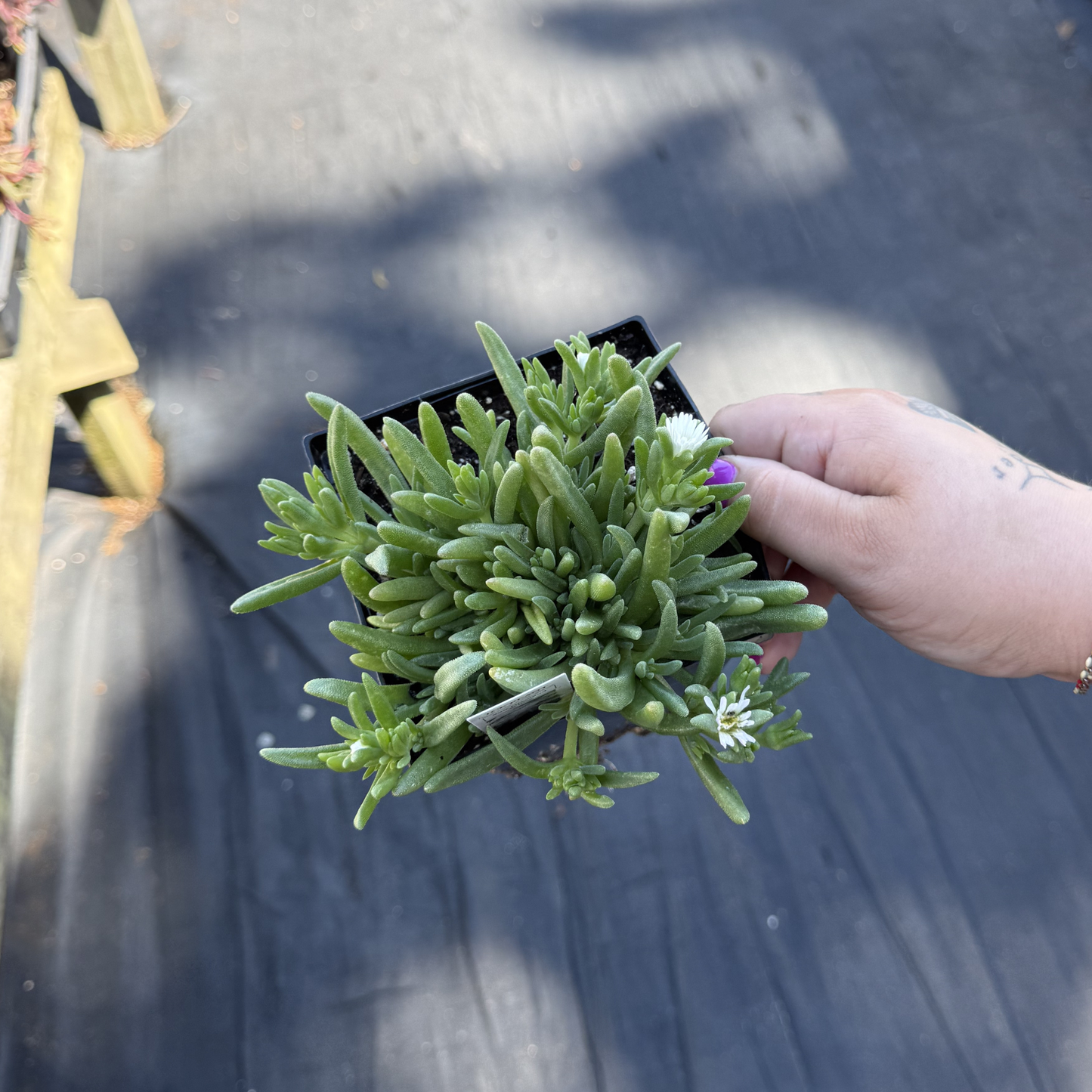 Delosperma 'Sun Diamond White'