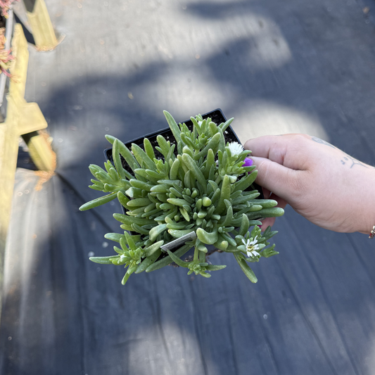 Delosperma 'Sun Diamond White'