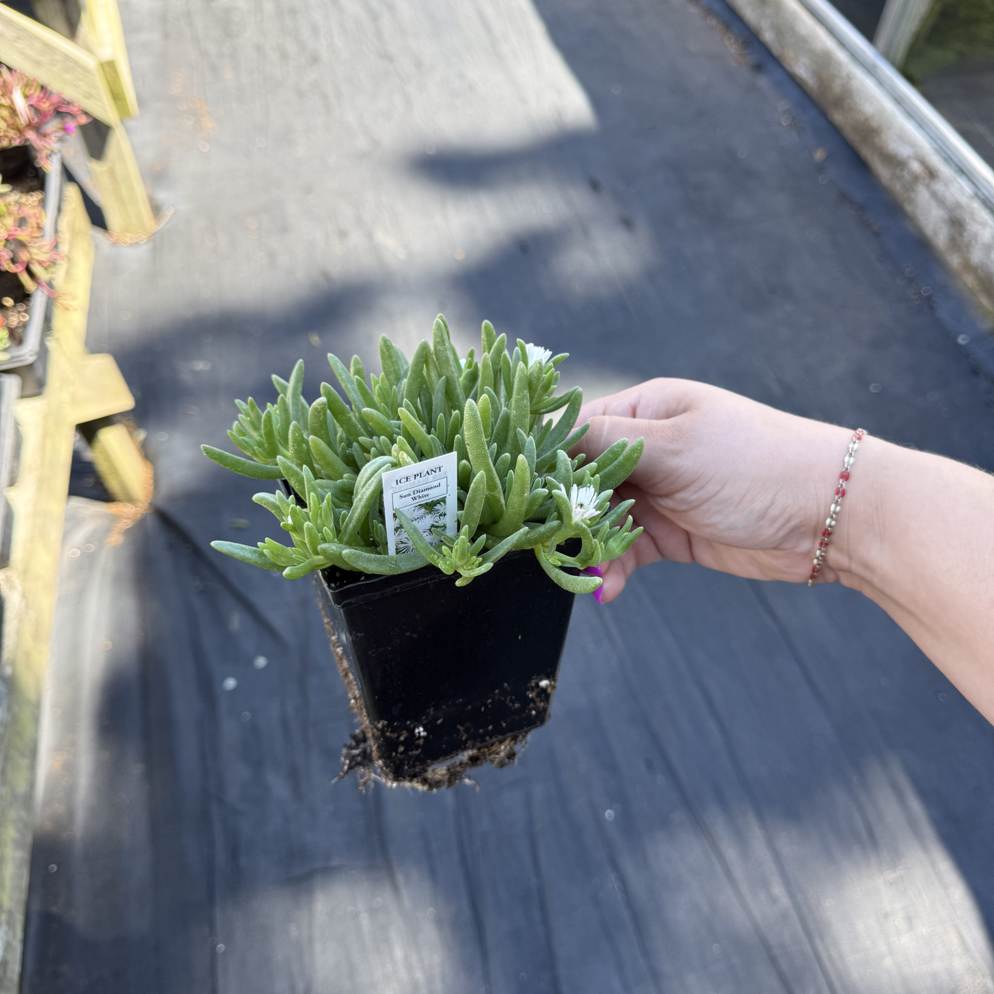 Delosperma 'Sun Diamond White'