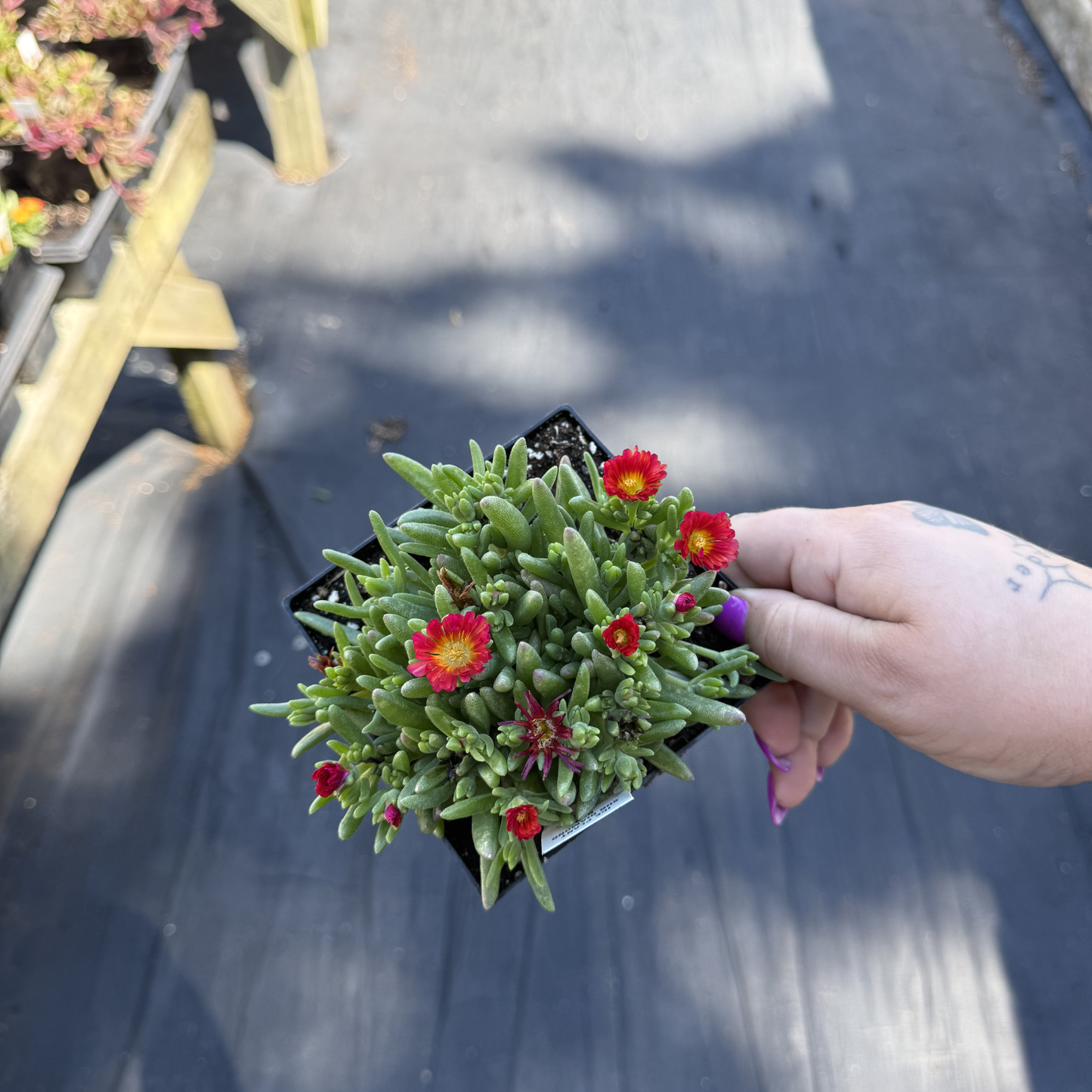 Delosperma 'Sun Diamond Red'