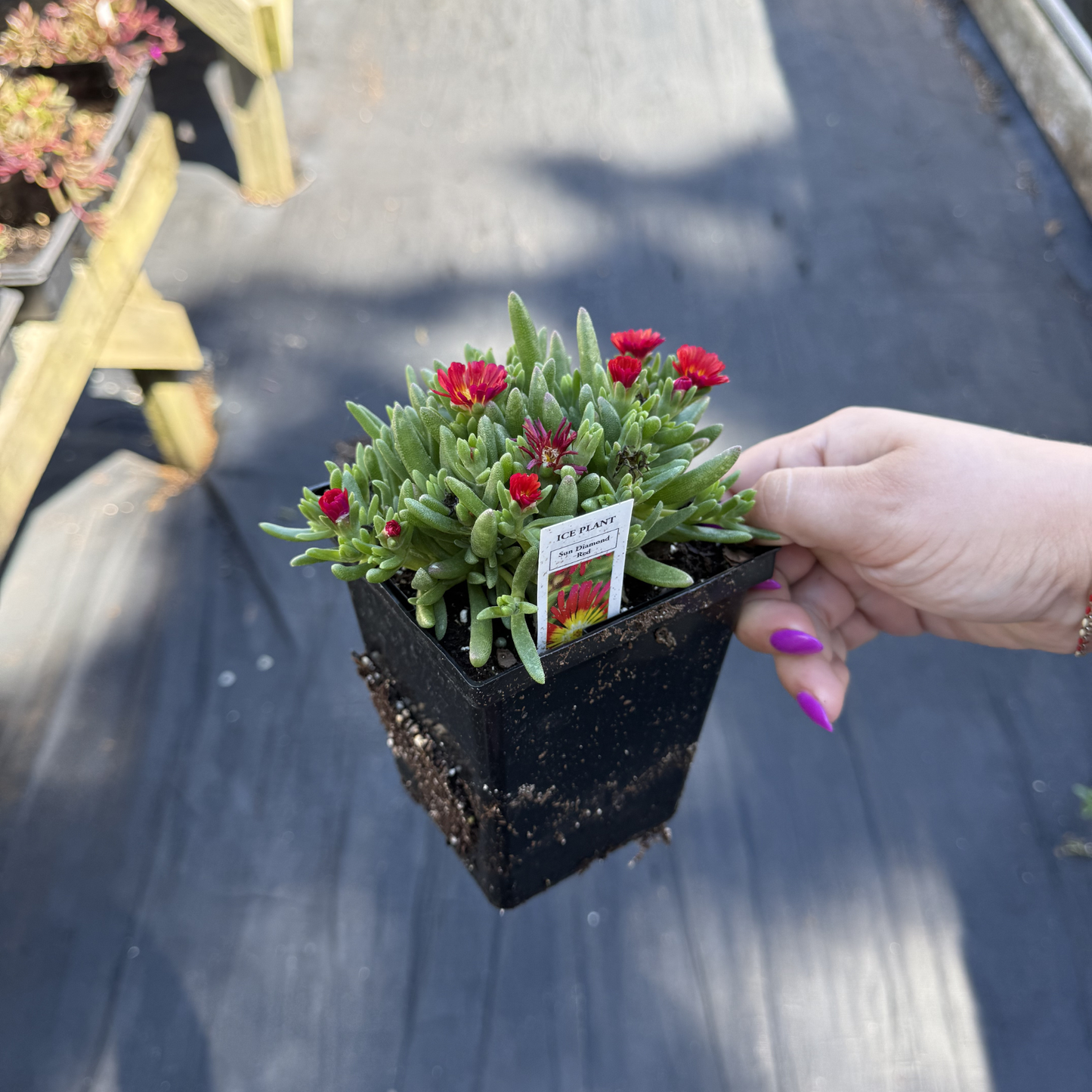 Delosperma 'Sun Diamond Red'