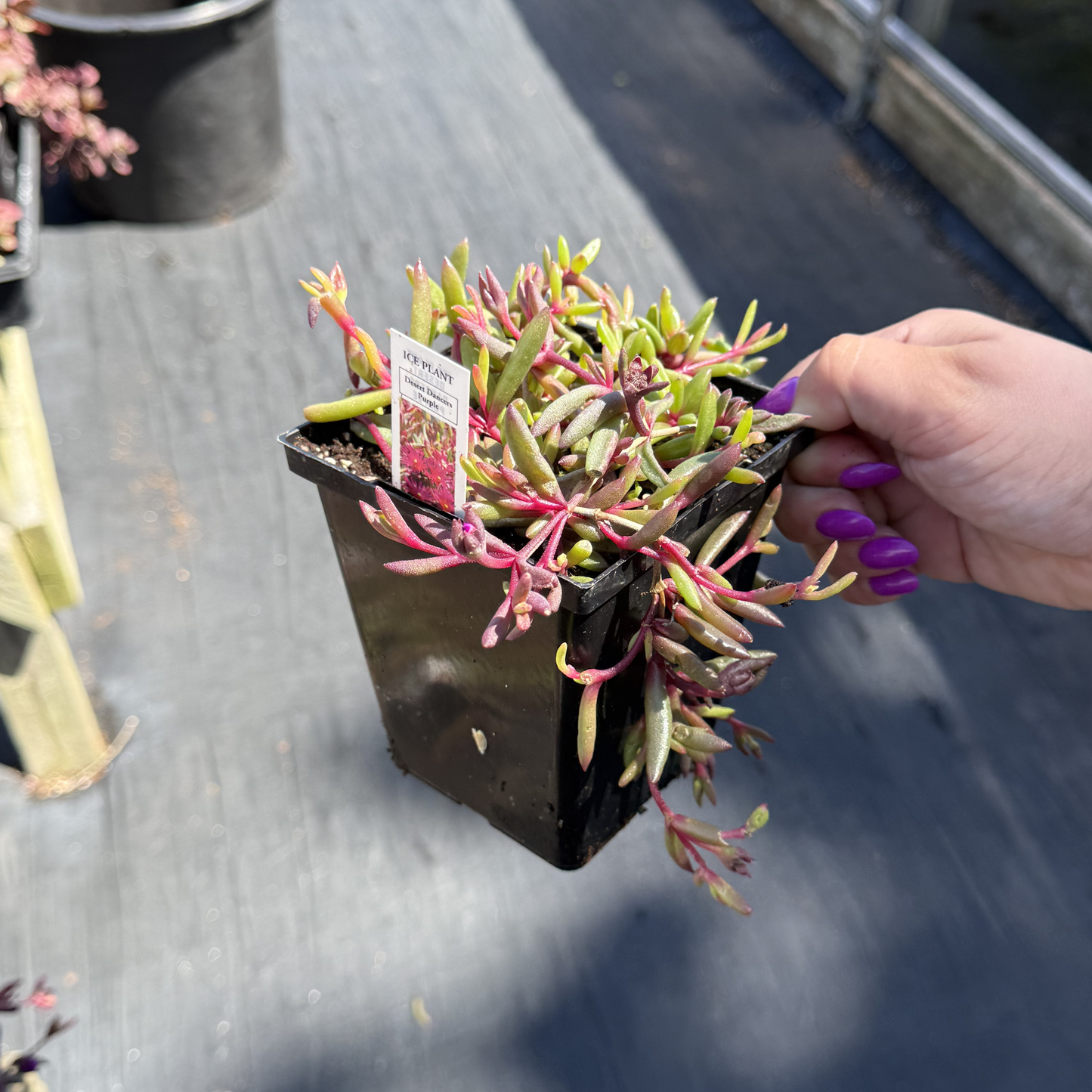 Delosperma 'Desert Dancers Purple'