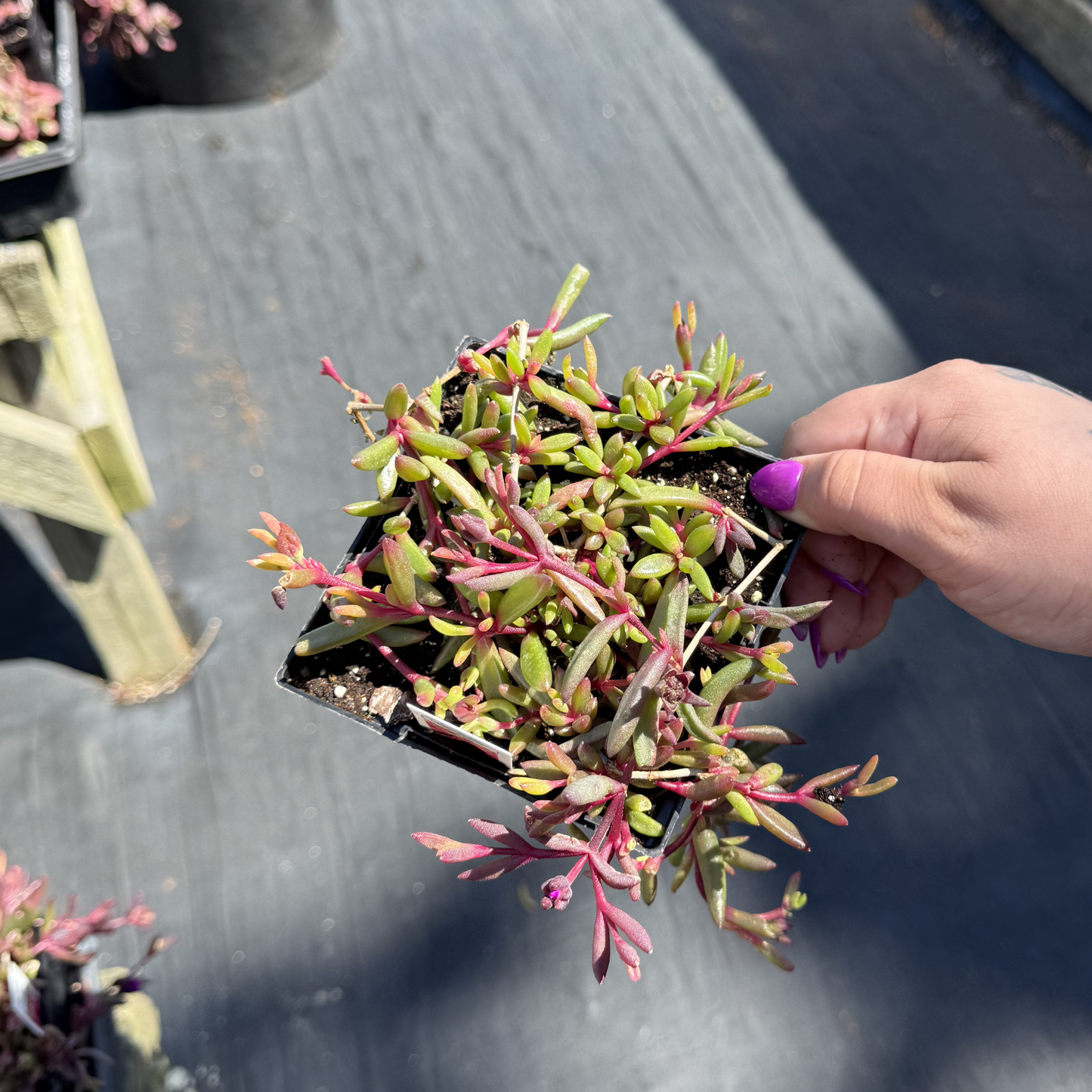 Delosperma 'Desert Dancers Purple'