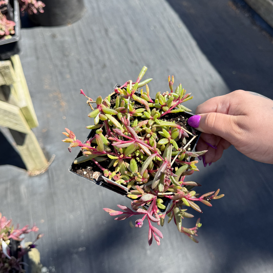 Delosperma 'Desert Dancers Purple'