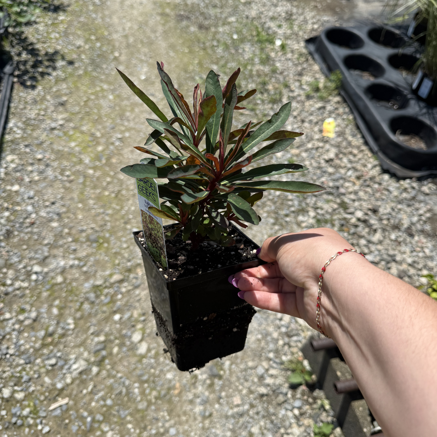 Euphorbia 'Miner's Merlot'