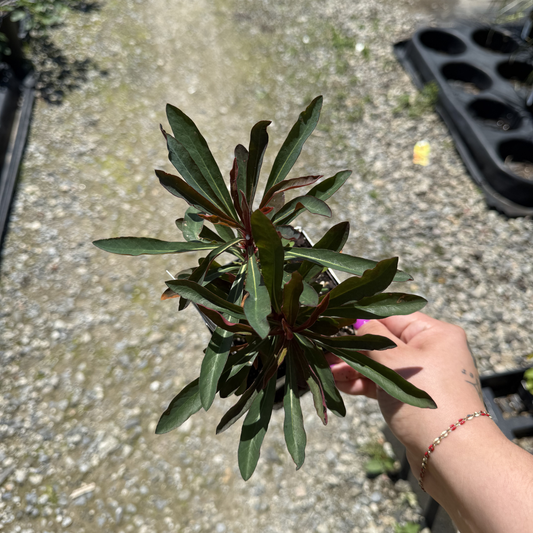 Euphorbia 'Miner's Merlot'