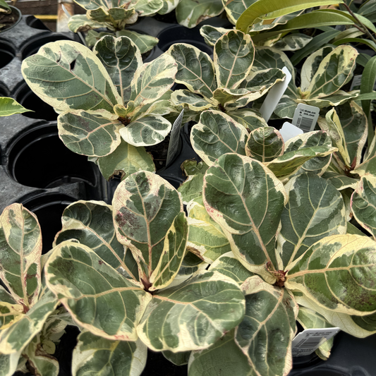 Variegated Ficus lyrata