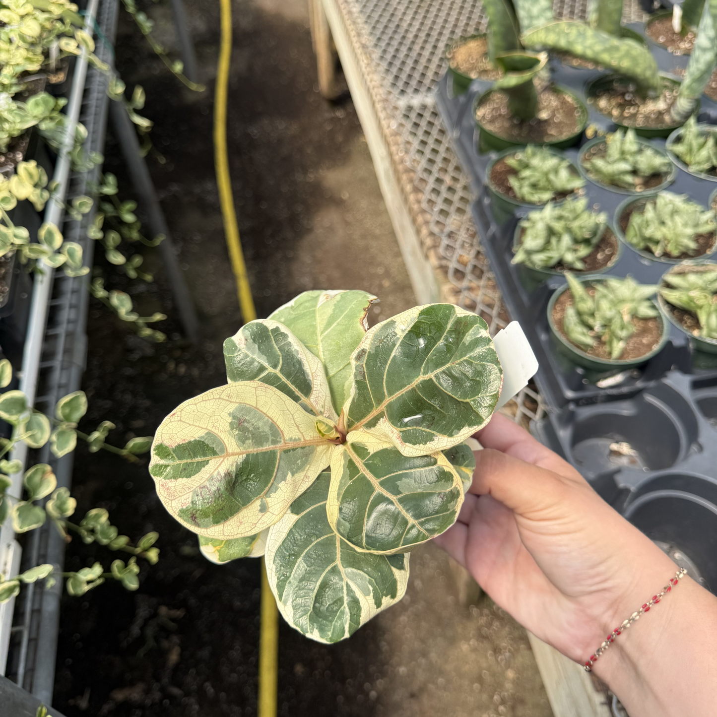 Variegated Ficus lyrata