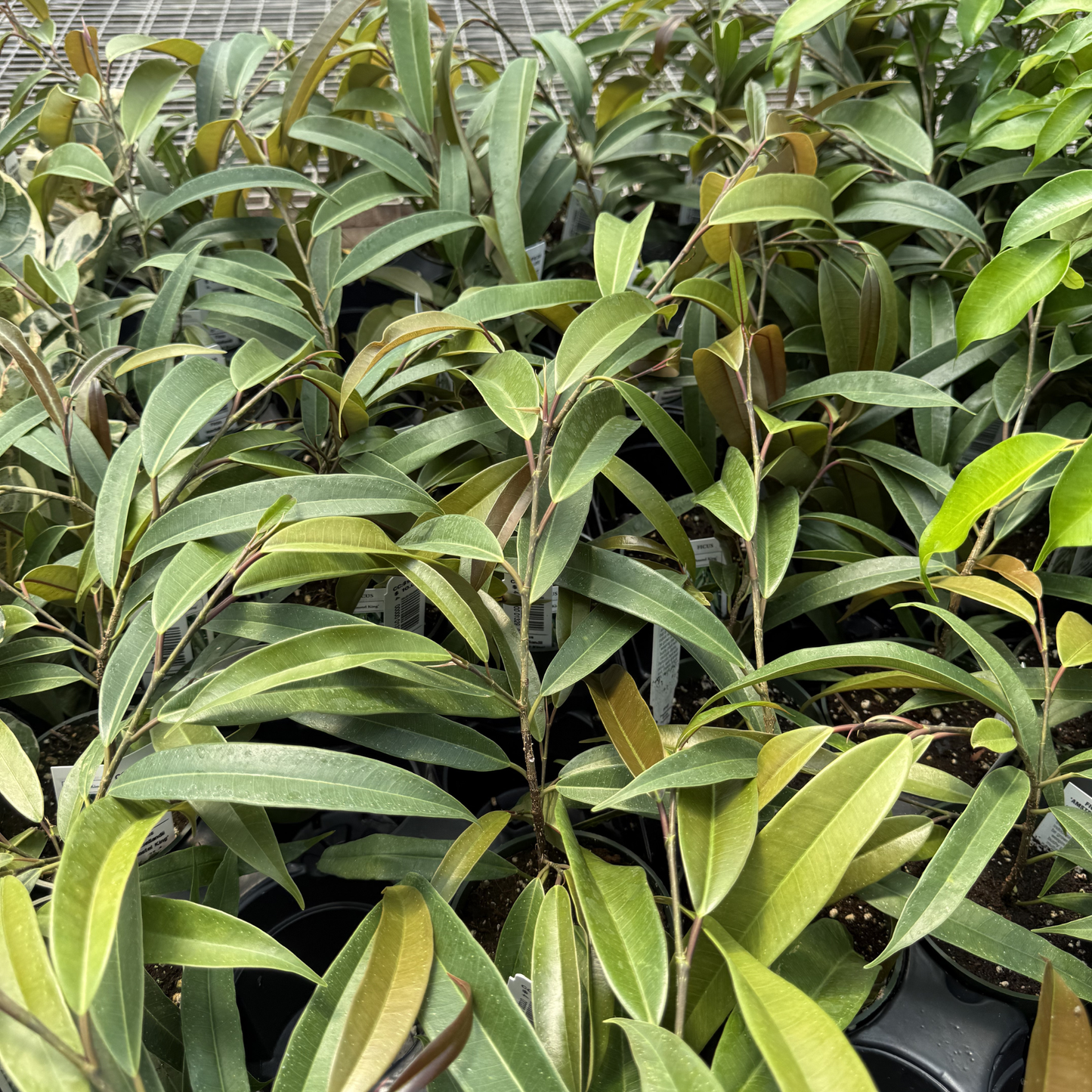 Ficus maclellandii 'Amstel King'
