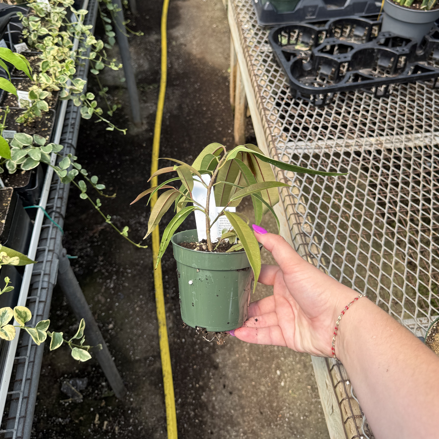 Ficus maclellandii 'Amstel King'